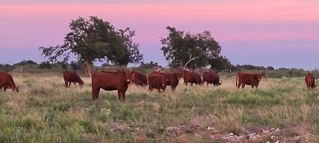 הפרות הפוטנציאליות בחווה בטקסס