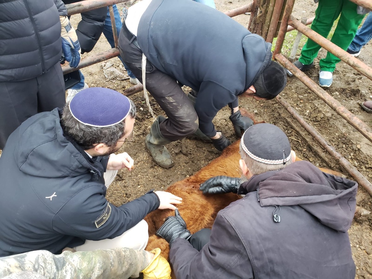 הרבנים בודקים את הפרה