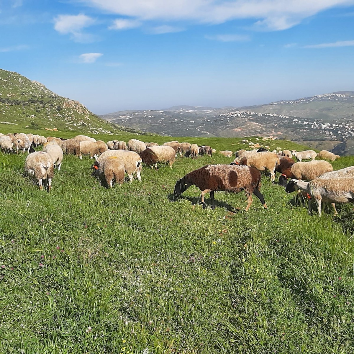 חוות השקדים