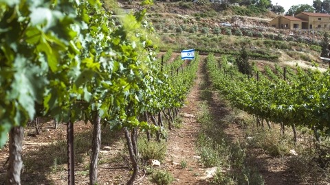יקב הר כביר