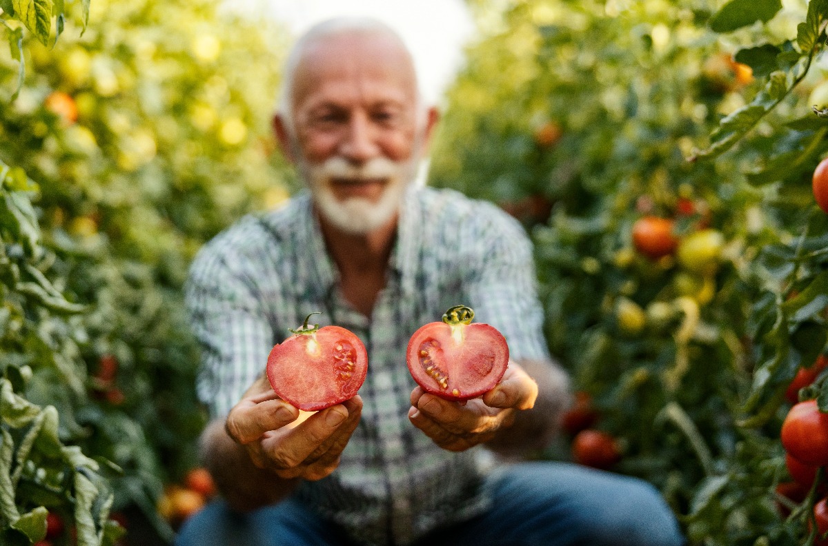 עגבניות, יש הרבה אפשרויות