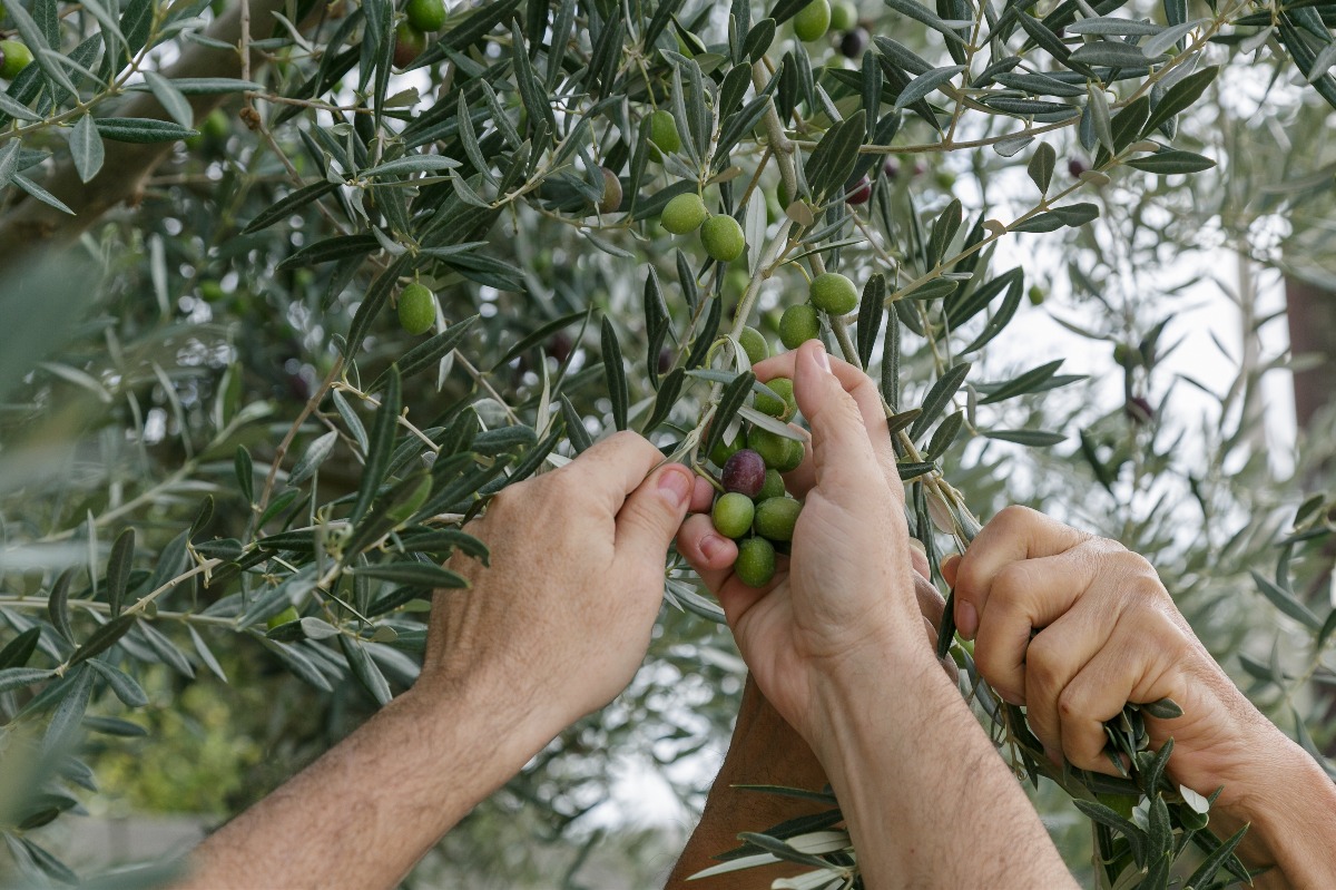 זיתים נקטפים