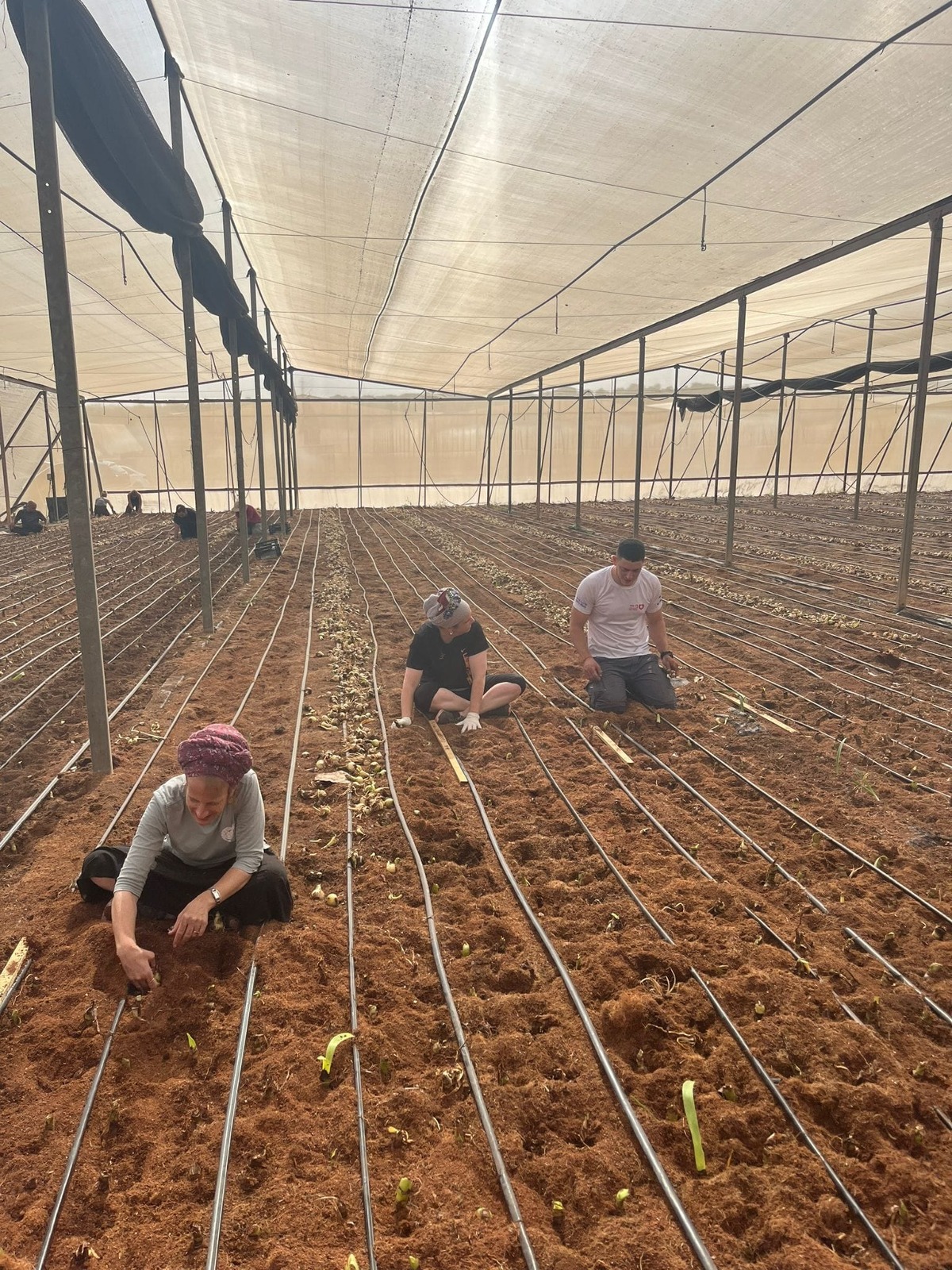 עפרה לקס ואורה פולק, מתנדבות בחקלאות