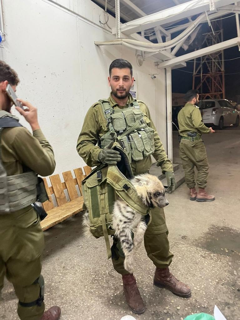 הלוחמים והצבועה הפצועה