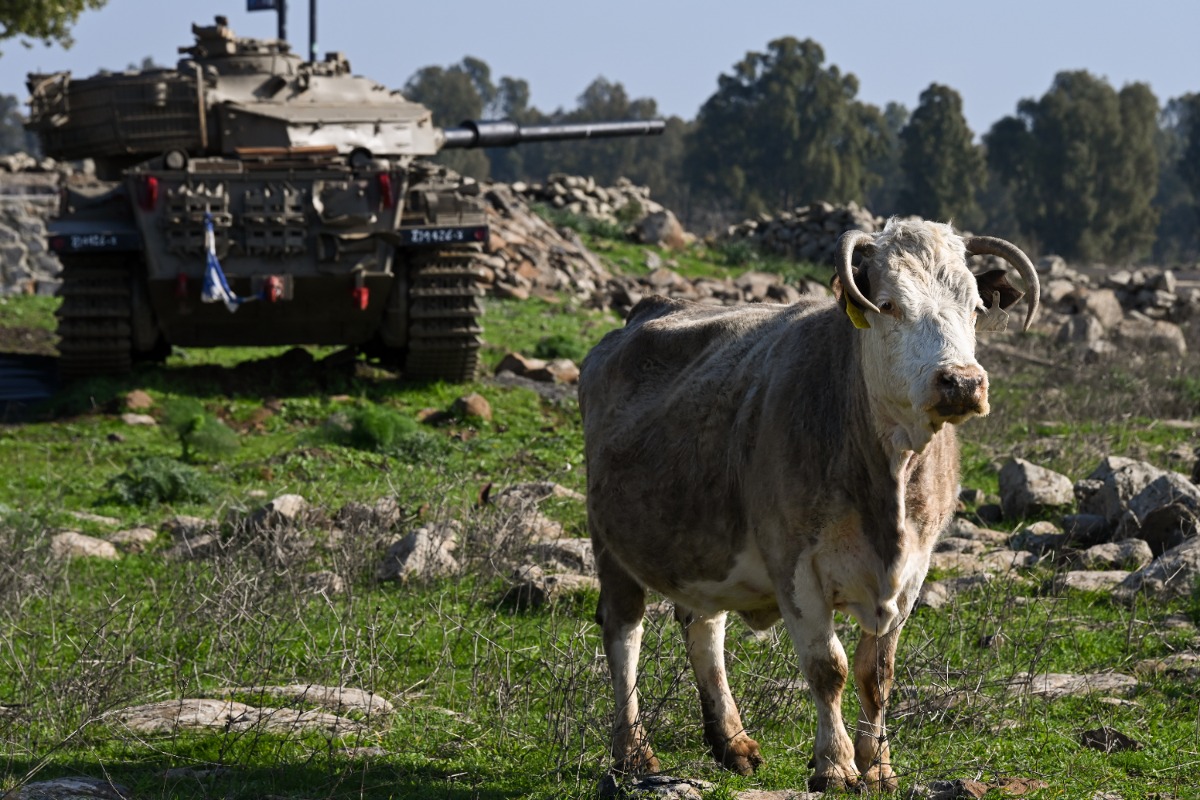 טנק צה"לי בגולן הגשום לצד בקר