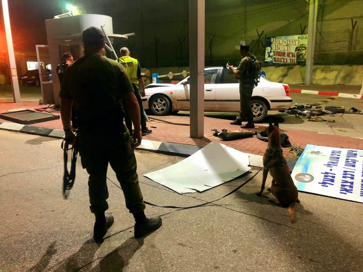 כלב המשתתף בחיפושים