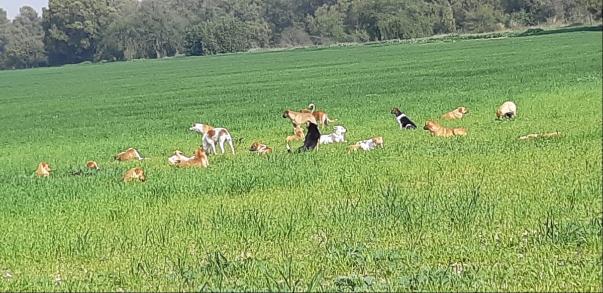 להקות כלבים ליד ארז בעוטף