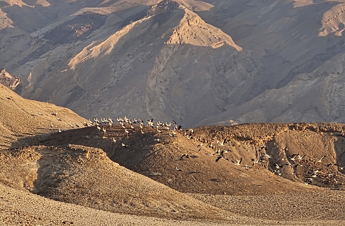 חסידות בערבה התיכונה