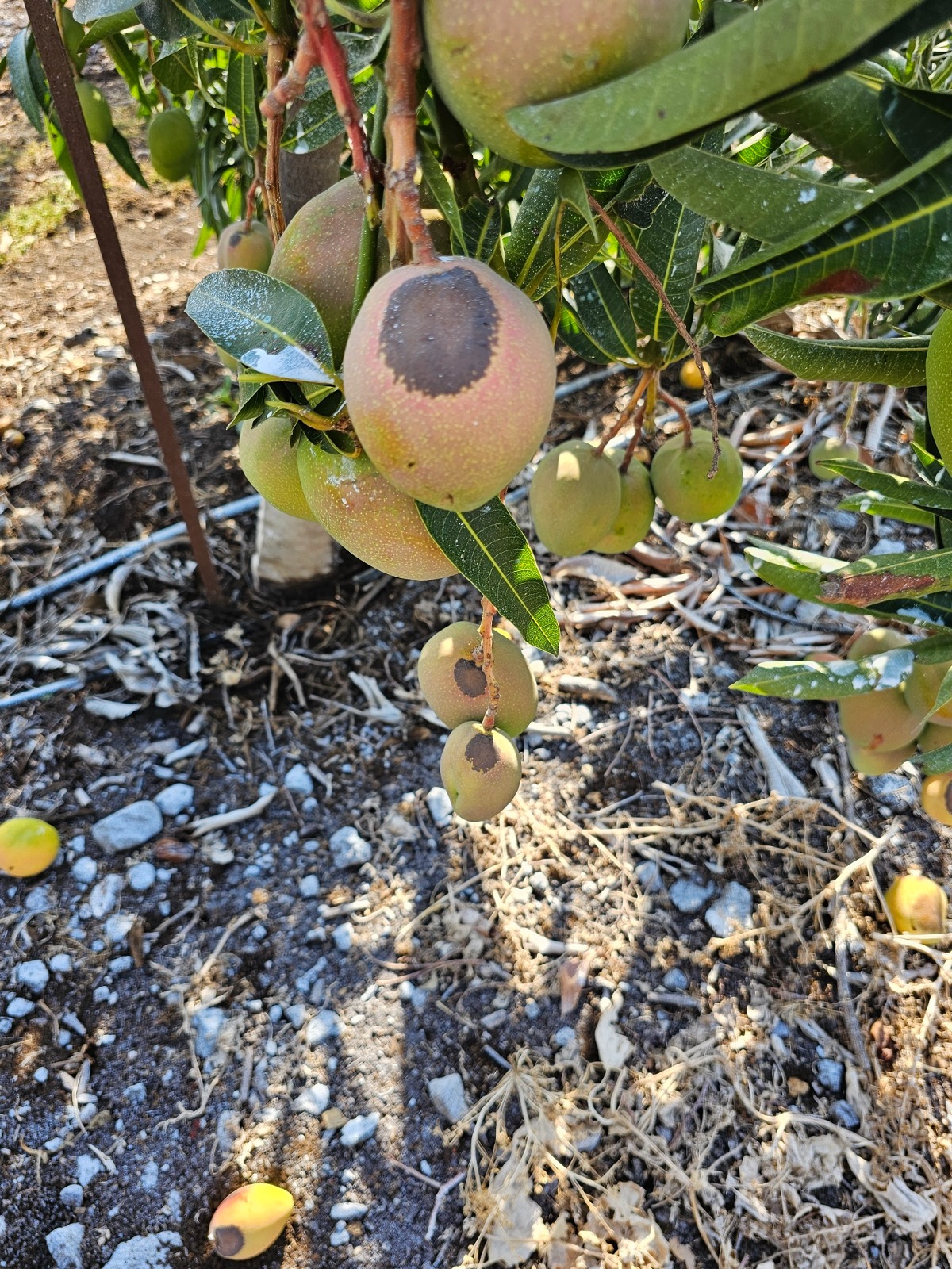 נזקי חום במנגו