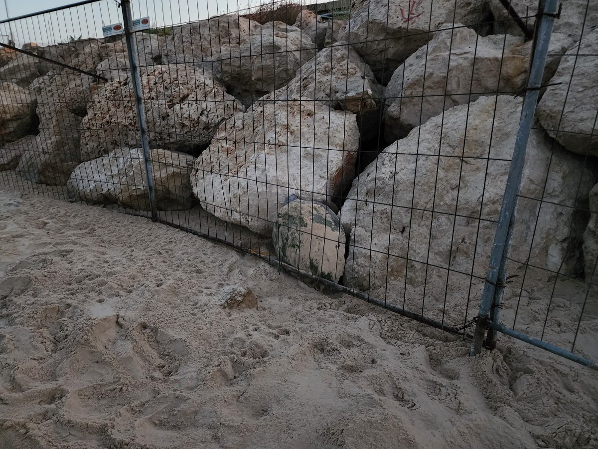 צבת הים תקועה בין הסלעים לגדר |