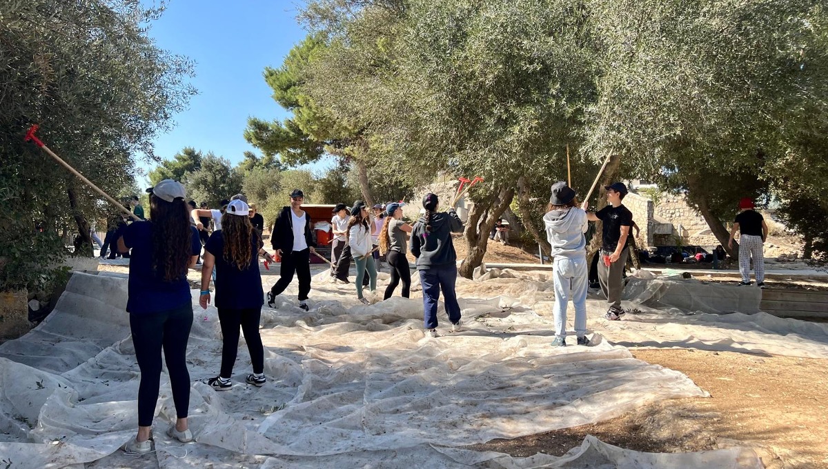 צעירים במסיק זיתים בגבעת התחמושת
