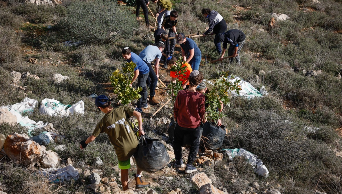 נטיעות בט"ו בשבט