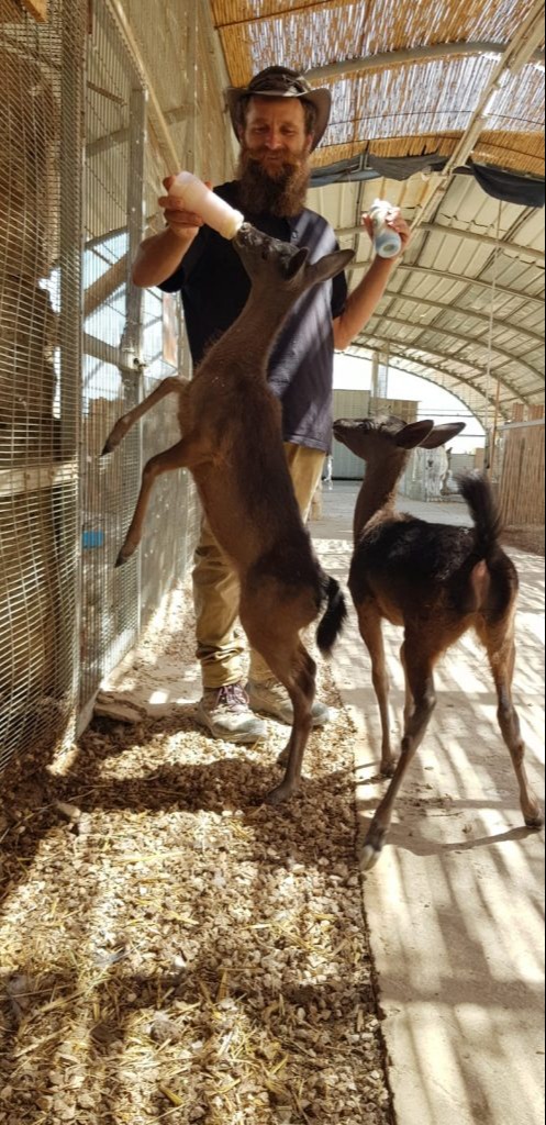 החיות של שלמה