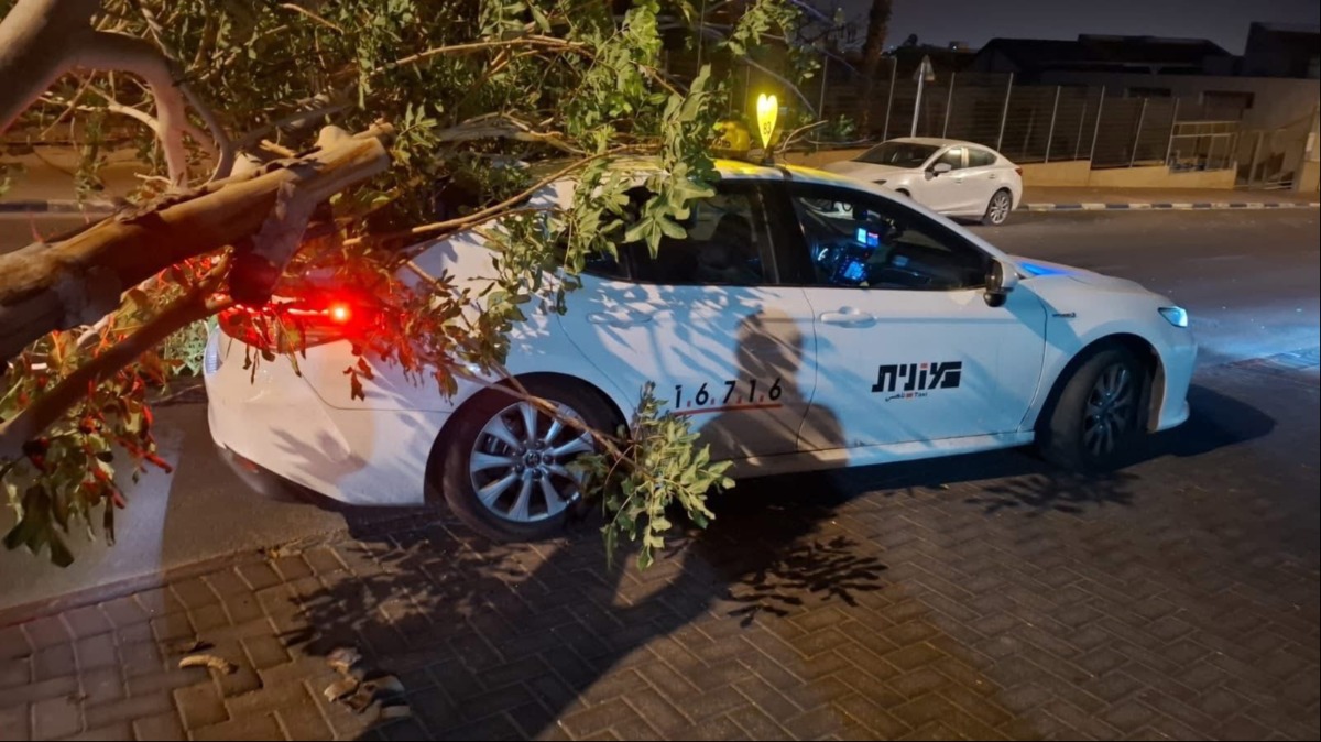 קריסת עץ