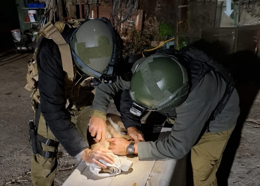 הטיפול בצבאים |