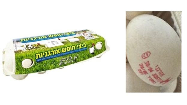 ביצים