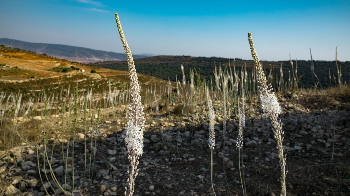 חצבים