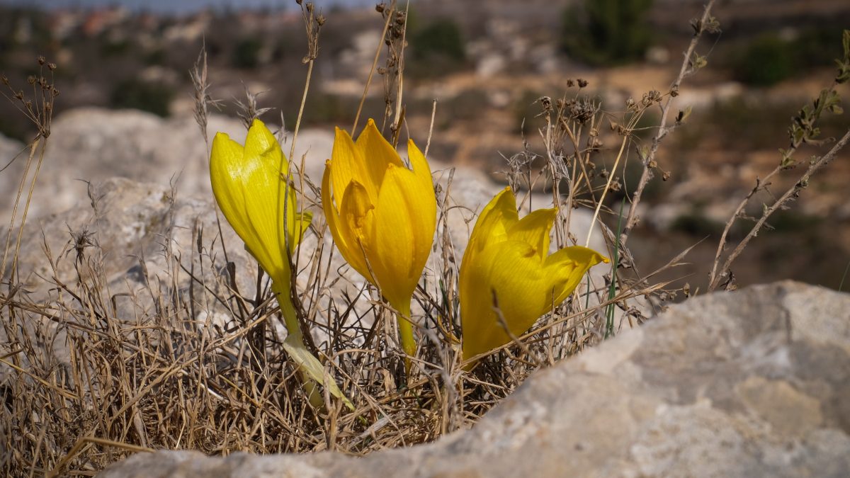 חלמונית גדולה