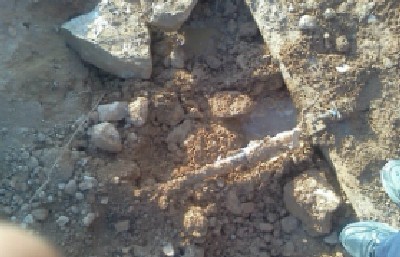 ירוק עכשיו צילום: ירוק עכשיו חדשות