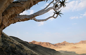Namibnat-cc-by צילום: Namibnat-cc-by פרשת במדבר