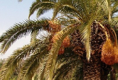 zeevveez-cc-by צילום: zeevveez-cc-by תזונה