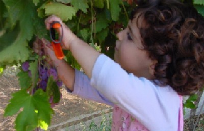 עמונה צילום: עמונה חדשות