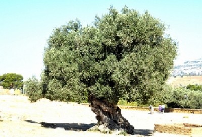 xiffy-cc-by-sa צילום: xiffy-cc-by-sa הלכה