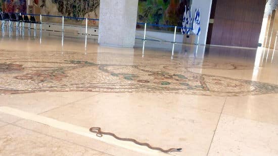 דוד צביאל צילום: דוד צביאל חדשות