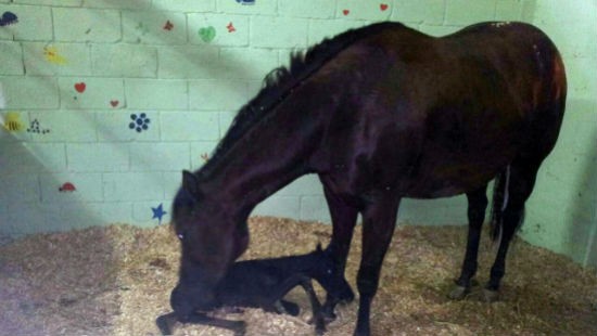 הודיות צילום: הודיות הורים וילדים