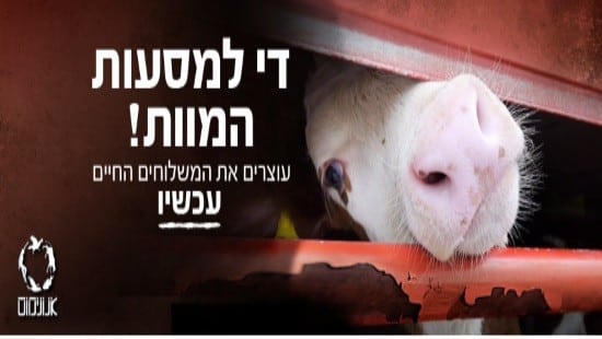 אנונימוס צילום: אנונימוס חדשות