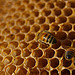 BotheredByBees-cc-by צילום: BotheredByBees-cc-by פרשיות השבוע