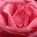 lisaschaos-cc-by צילום: lisaschaos-cc-by פרשיות השבוע