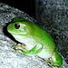 nellring-cc-by צילום: nellring-cc-by תרבות