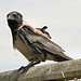 foxypar4-cc-by צילום: foxypar4-cc-by פרשת נח