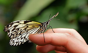 Paraflyer-cc-by-nd צילום: Paraflyer-cc-by-nd פרשת וירא