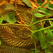 Flickr:Mark Sadowski-cc צילום: Flickr:Mark Sadowski-cc יהדות