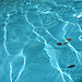 Flickr: Dawn_Endico-cc-by צילום: Flickr: Dawn_Endico-cc-by חדשות