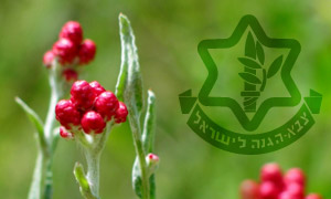 Ester Inbar צילום: Ester Inbar יום הזכרון