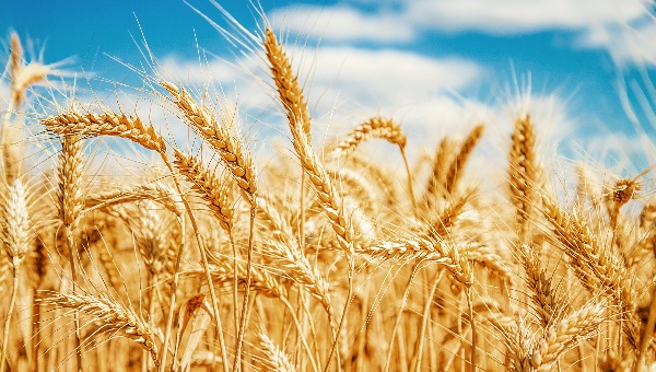 שבועות, חיטה צילום: shutterstock יחסים